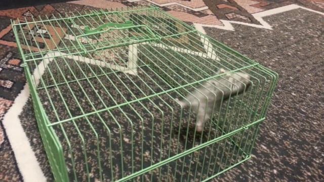 Хомяк беглец смотреть онлайн