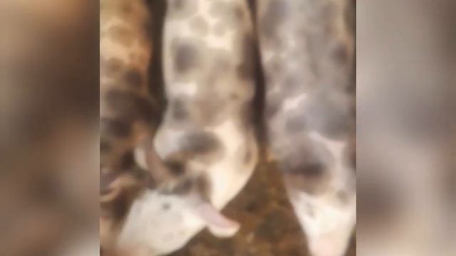 Поросята 2 месяца 🐷 смотреть онлайн
