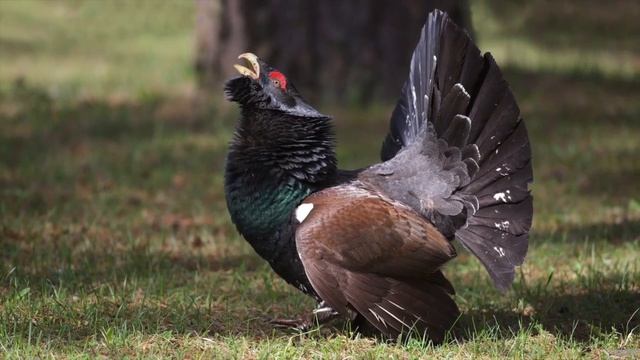 KRUNKA - Kurtinys (Tetrao Urogallus) Western Capercailli