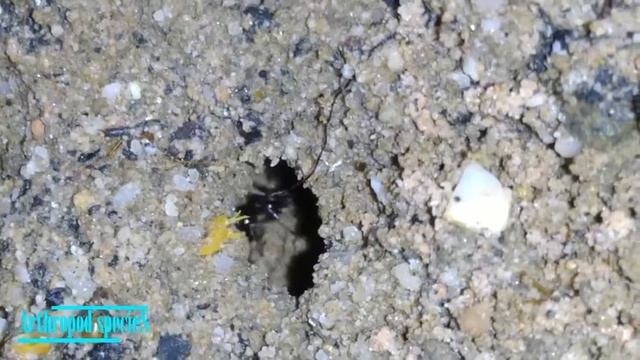 Insect Species - Ants | Trap-jaw Ants (Odontomachus saevissimus) | смотреть онлайн