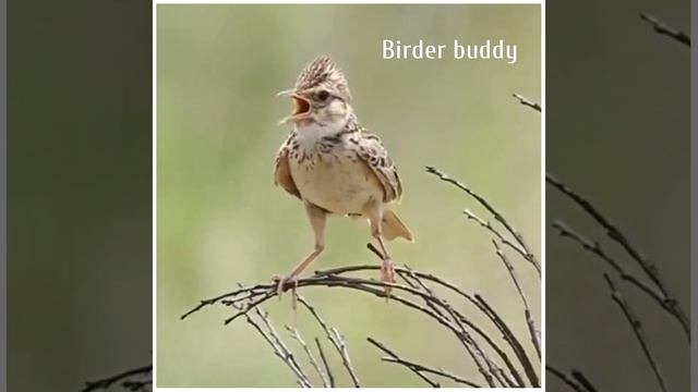 Indian bush lark call смотреть онлайн