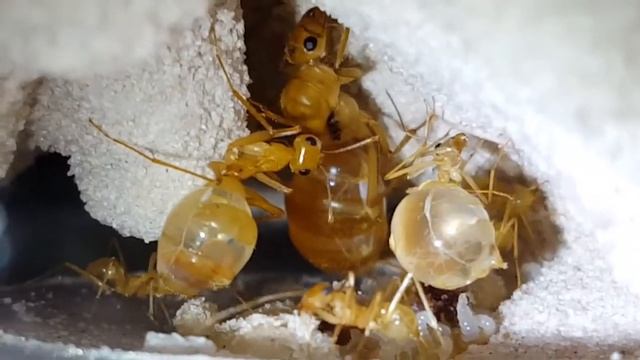 Queen Ant Melba With New Clear Replete
