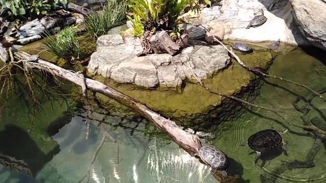 Panda encounter, giant salamander and otter @ ocean park смотреть онлайн