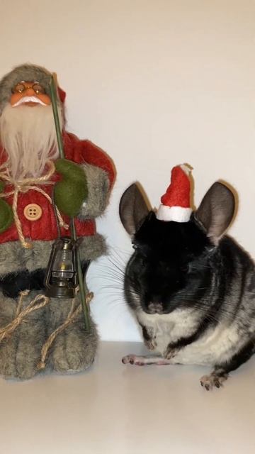 How chinchilla blink at 2023 #chinchillahome #chinchilla #funny #cute #viral #shorts #pets смотреть онлайн