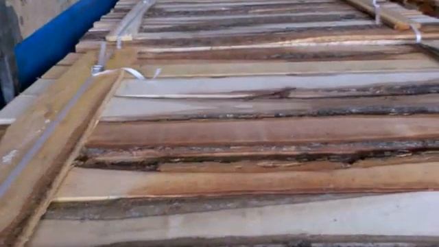 ящерица смотреть онлайн