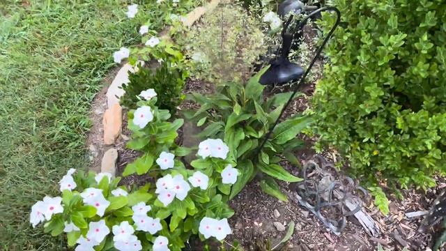 Moon & Stars Watermelon Growing in Front Yard with Moon Vine Blooms | Best Pest Deterrent! смотреть онлайн