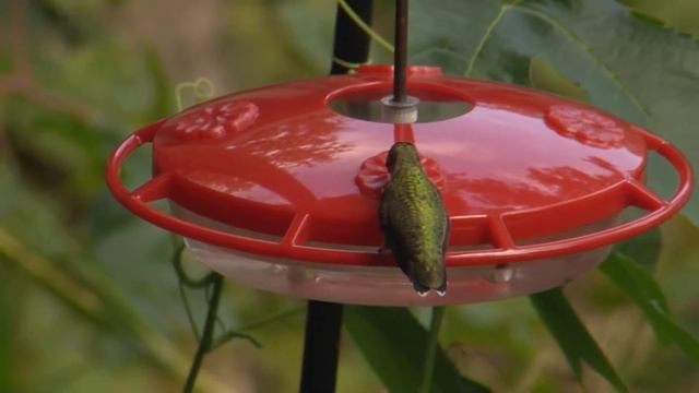 Nature at Home-Hummingbirds смотреть онлайн