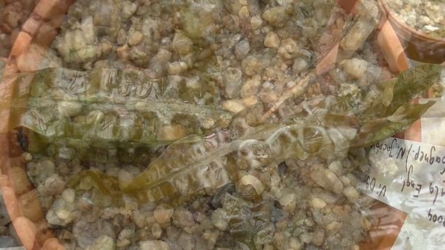 Cryptocoryne Crispatula Engl. Var. Balansae - DonathsCryptoGarden Nr.91