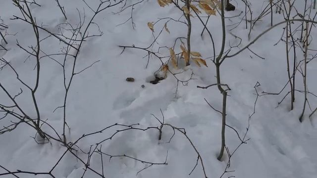 Coyote and Fox Trapping Tip смотреть онлайн