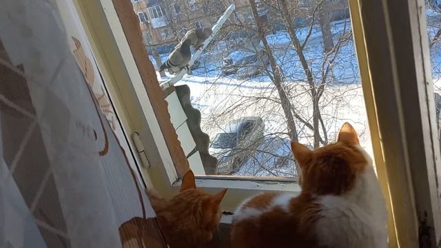 голубь прилетает и дразнит моих пацанов )) #голубь #голубинаяохота #охотанаголубей #кот #рыжийкот смотреть онлайн