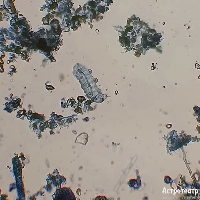 Охота на тихоходку