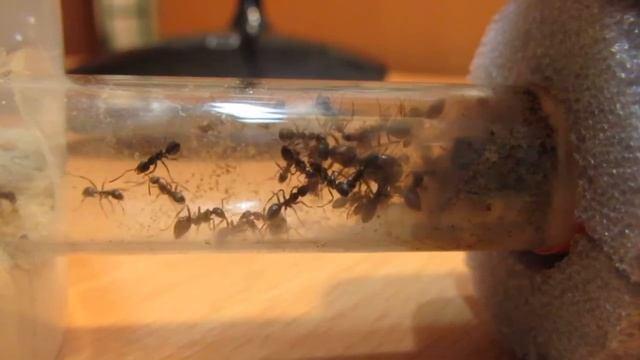 Formica rufibarbis colony колония руфибарбис смотреть онлайн