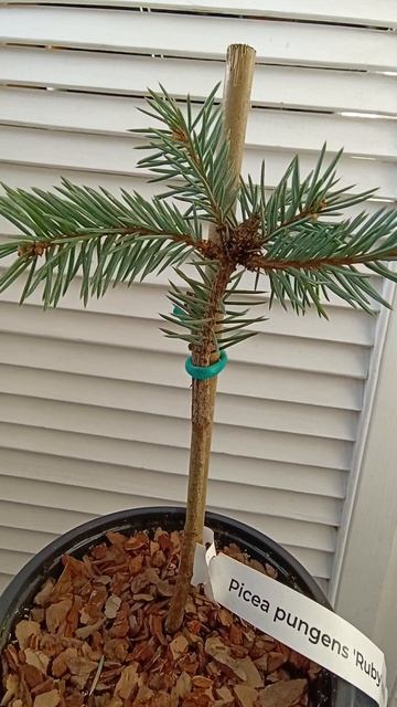 Ель колючая Руби Тиардропс
( Picea pungens Ruby Teardrops ) #shorts смотреть онлайн