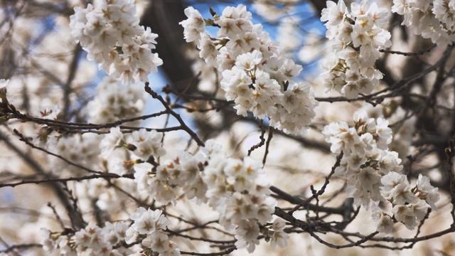 BMPC 4k test footage "SAKURA" смотреть онлайн