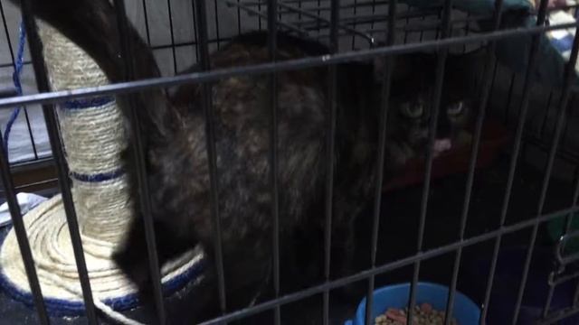 Кошка Шери смотреть онлайн