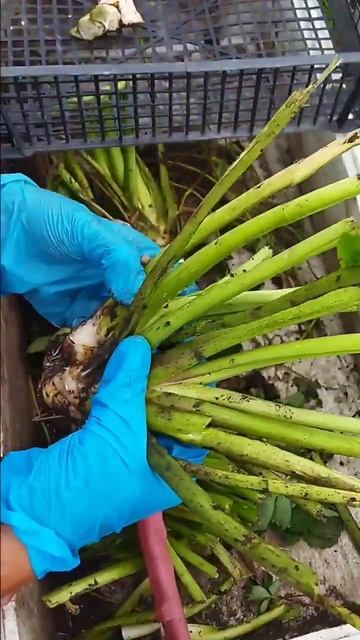 Урожайная коллекция