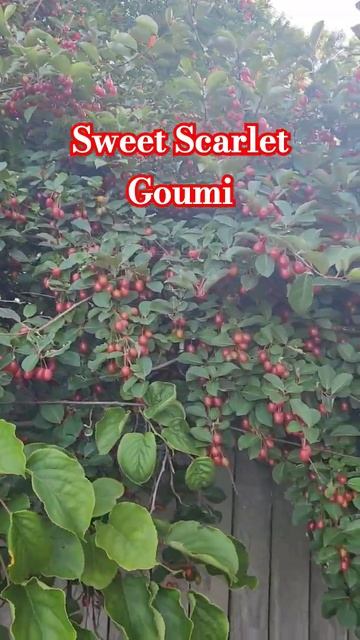 Goumi berry "Sweet Scarlet" abundance of fruit #garden #gardening смотреть онлайн