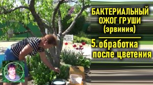 Бактериальный ожог груши или ЭРВИНИЯ Часть 5 Обработка после цветения