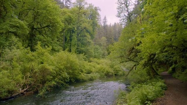 Волшебные звуки лесной реки и веселое щебетание птиц смотреть онлайн