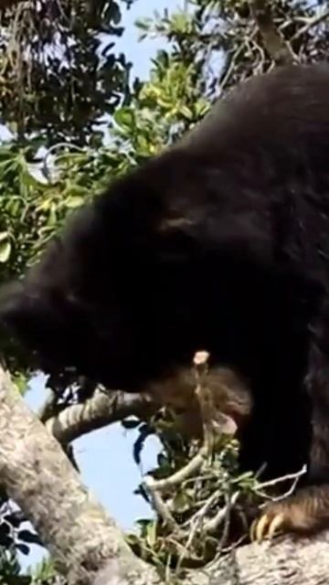 Animal vol:19 - sloth bear #shorts смотреть онлайн