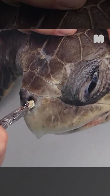 The Sea Turtle Biologist (MilkyWire) смотреть онлайн