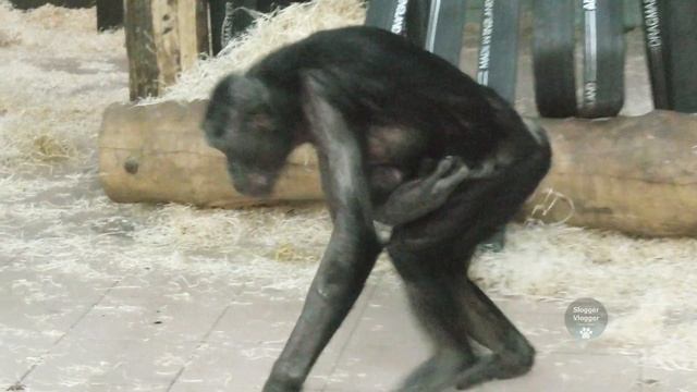 Newborn One Day Old Rare Baby Bonobo Born At Twycross Zoo смотреть онлайн