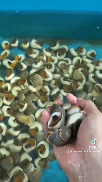 Ốc mỡ rang muối, rang me là cực kỳ ngon nha #hảisản #reels #food #haisantuoisong #seafood смотреть онлайн