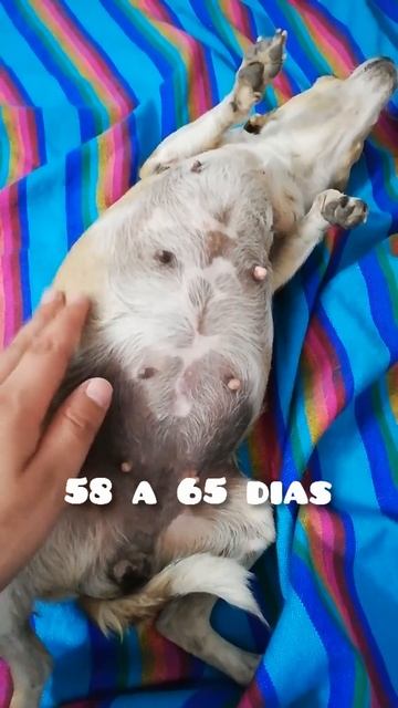 curiosidades: duración embarazo perra chihuahua смотреть онлайн