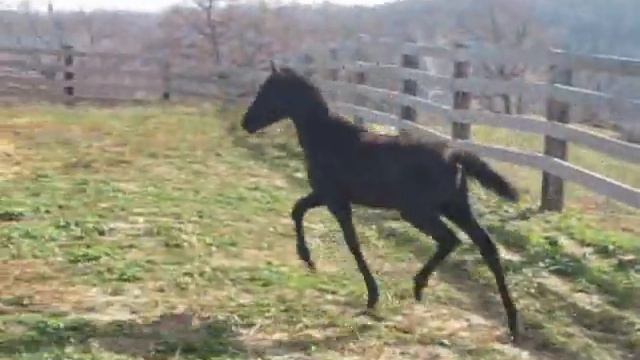 Pascal: Grey Friesian/Thoroughbred colt For Sale смотреть онлайн