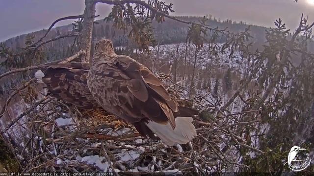 Jūras ērglis~Rami & Milda the first mating this season~13:06 2019/01/27 смотреть онлайн