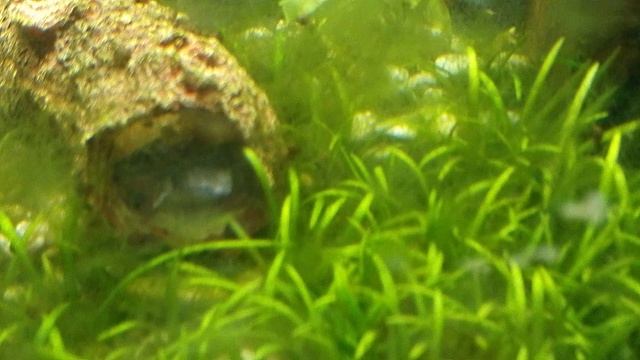 Аквариумная живность