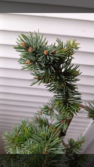 Ель колючая Глаука Глобоза на штамбе
( Picea pungens Glauca Globosa ) #shorts смотреть онлайн