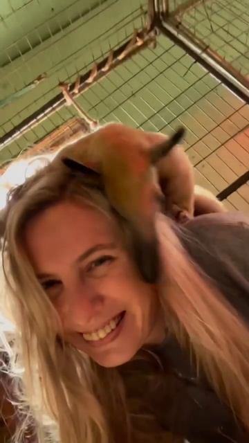 #mywildlife #animalshorts #cute #animals #anteater #ziggy #shorts смотреть онлайн