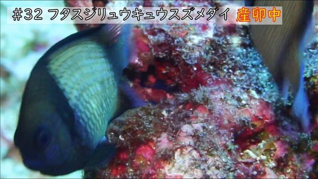 【#32　フタスジリュウキュウスズメダイ】マリンビレッジ　ハウスリーフのお魚紹介！ смотреть онлайн
