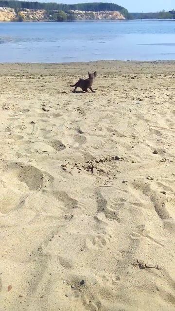 Бурманские кошки смотреть онлайн