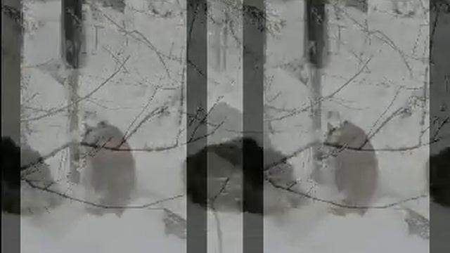 За кабаном... смотреть онлайн