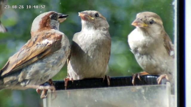 Хулиган не дал покормить малышей смотреть онлайн