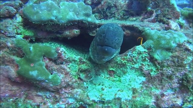 Have you hugged your moray today? смотреть онлайн