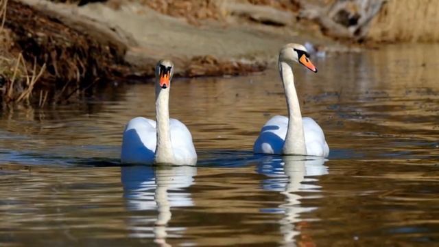 Любовь уставших лебедей. Love of Tired Swans смотреть онлайн