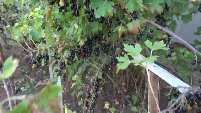 Что надо для сбора смородины смотреть онлайн