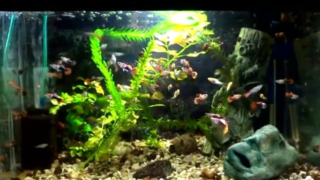 самцы гуппи, юнги 1 смотреть онлайн