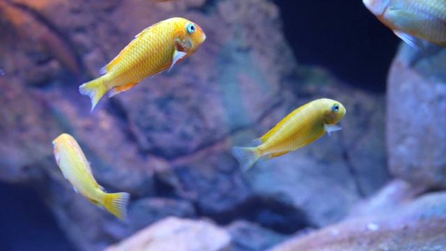 Tropheus Aquarium 2023, Tanganyika aquarium смотреть онлайн