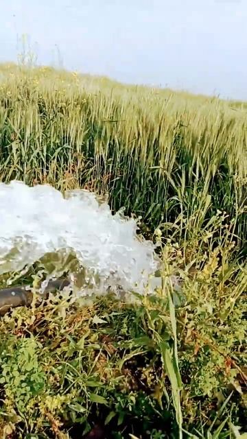 🌿🌾☘️🌴🌴खेती-बाड़ी व्हाट्सएप स्टेटस गेहूं के खेत में पानी।🌹🌴🌴🌱🌱☘️ смотреть онлайн