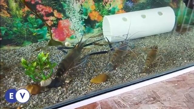 Udang Galah (Macrobrachium rosenbergii) смотреть онлайн