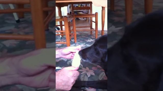 Our Sweet Lab Enjoying Corn on the Cob смотреть онлайн