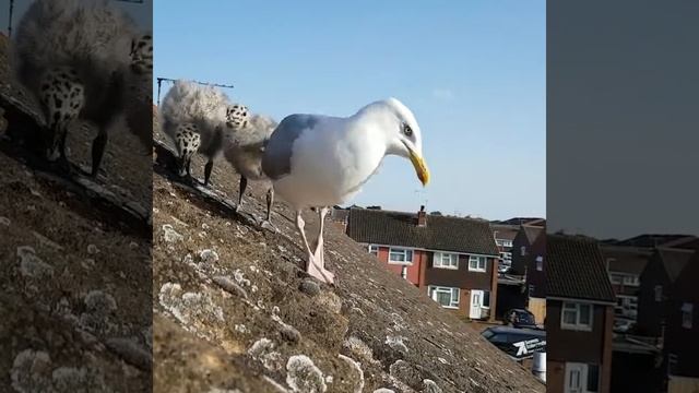 Seagull and baby chicks last year смотреть онлайн