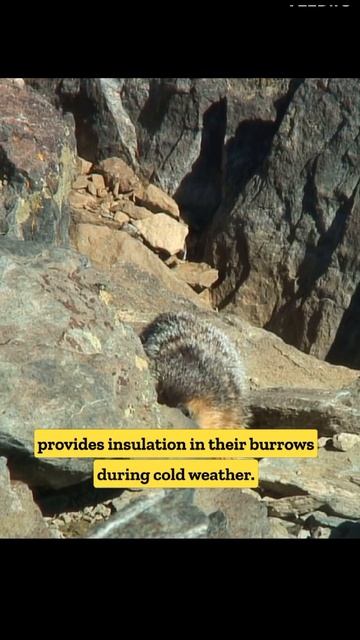 Marmot | The largest ground squirrel | #animals #shorts смотреть онлайн