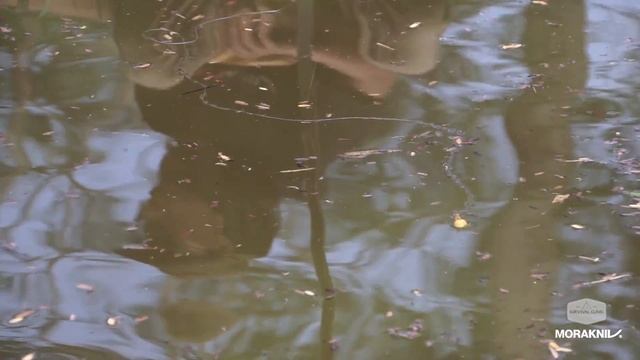 Survival Clinic With Coach Mike