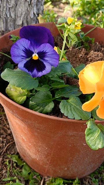 Виола цветёт #цветы #nature #shortvideo #flowers #цветыдлядома #garden #сад #виола #анютиныглазки смотреть онлайн