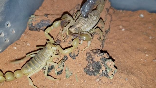 Androctonus australis Lybicus mating video SUCCESS! смотреть онлайн